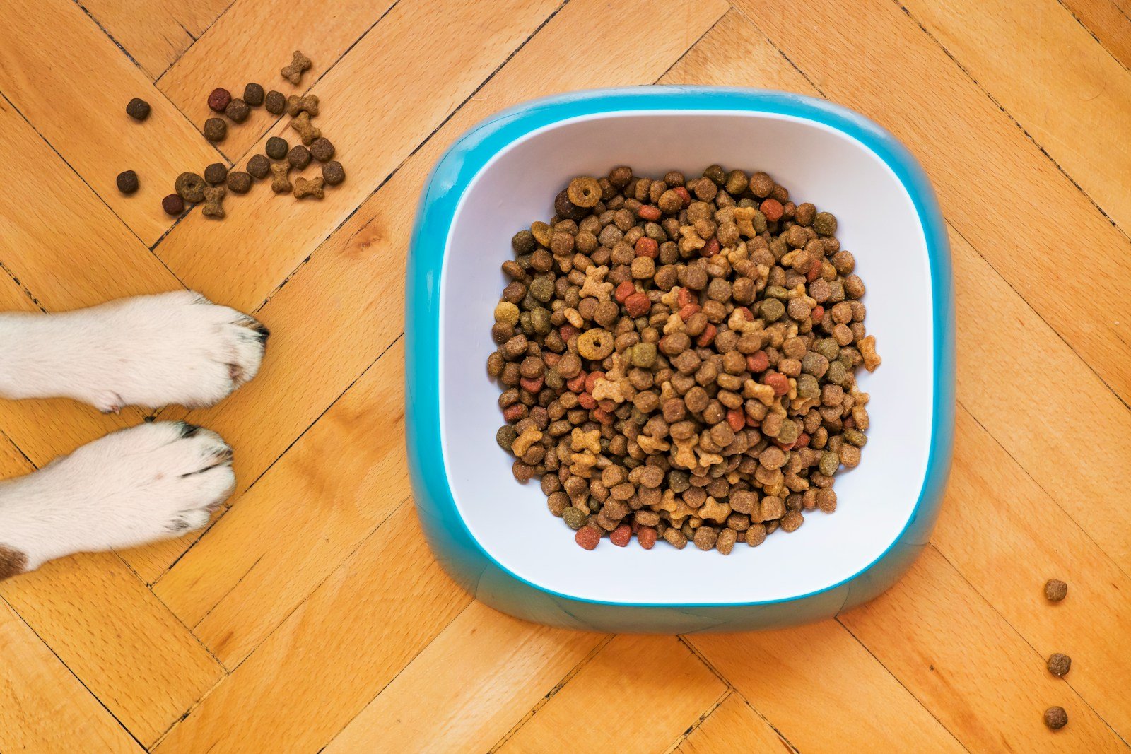 brown peanuts in blue plastic bowl