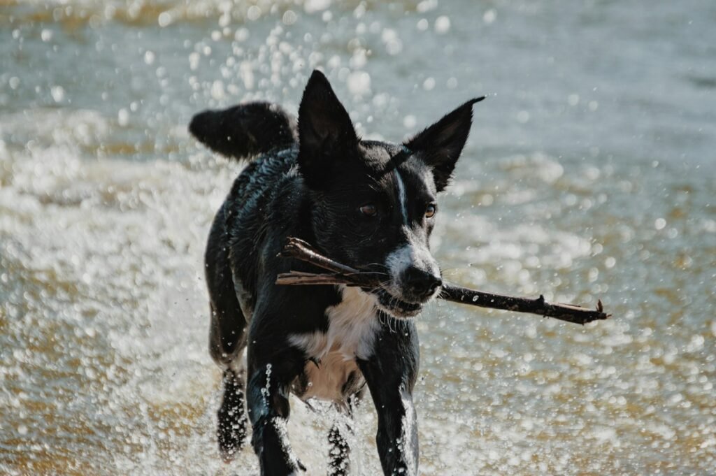 black and white short coat dog running on water during daytime