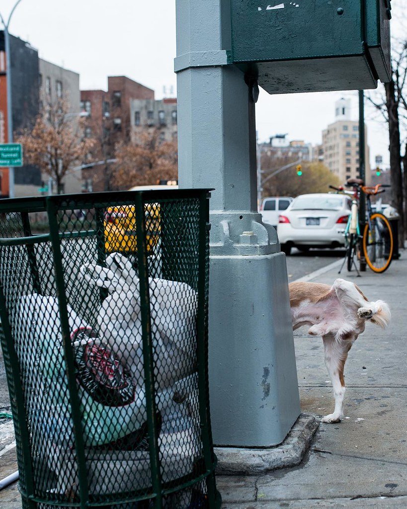 Public Urination #street #streetphotography #pets #NYC #newyork #travel #urban #city #dogs