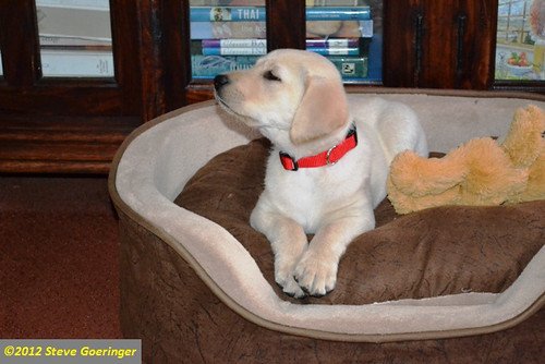 Pictures from the first week after we brought our yellow Labrador retriever puppy home. She is adapting well to her new adopted home! She's ready for basic labrador puppy training so she can be a great gun dog retriever.