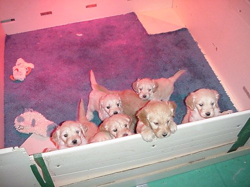 Puppies at the breeder