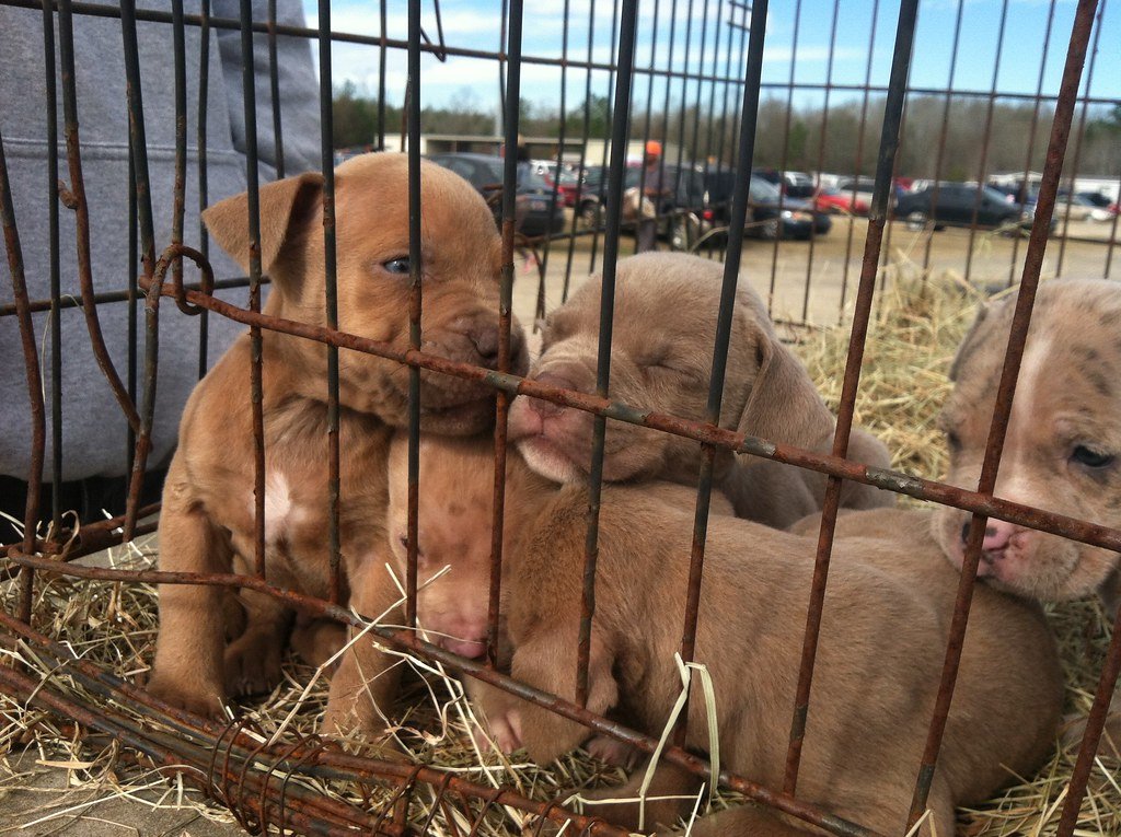 Puppies for sale at a flea market