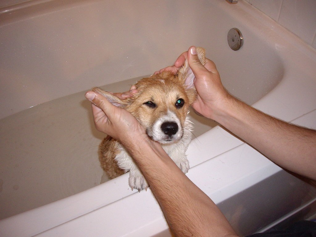 dog ear bath