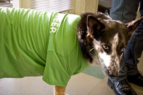 dog in green shirt