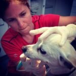 woman vet looking at dog teeth