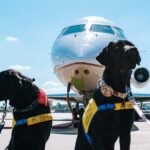 two black dogs sitting in front of an airplane