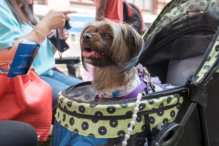 Week One of 2015's Summer Streets in New York, New York.