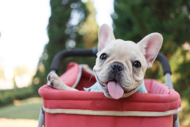 French Bulldog puppy sitting in a pet stroller outdoors in the park.