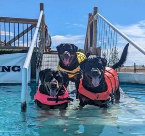 Dock diving is open to any dog that loves to swim and retrieve.