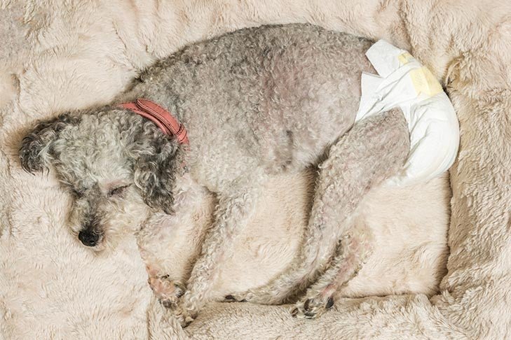 Senior Poodle mix sleeping in a dog bed wearing a doggy diaper