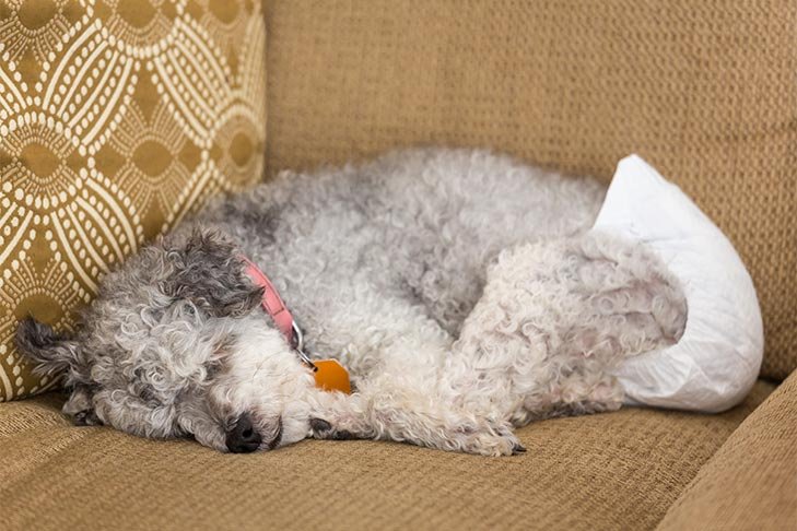 Senior poodle mix laying down wearing a doggy diaper.