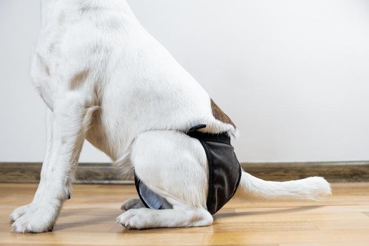 Smooth FoxTerrier sitting wearing a doggy diaper.