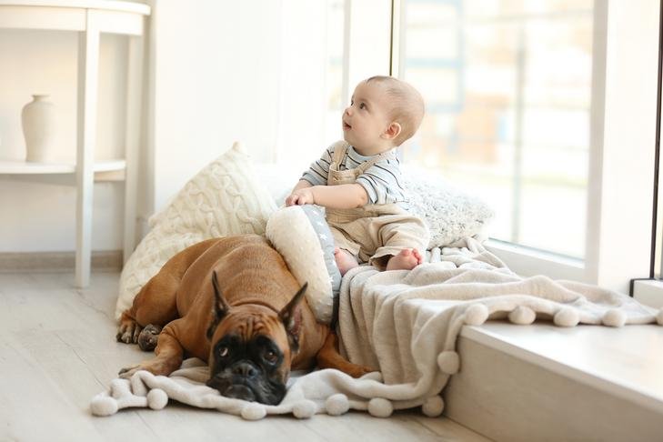 Boxer laying down next to a baby at home