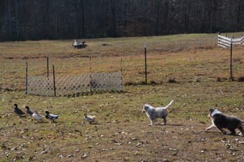 Collie pups ducks 350x233 1