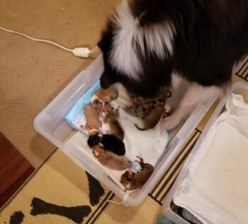 Collie with pups 350x317 1