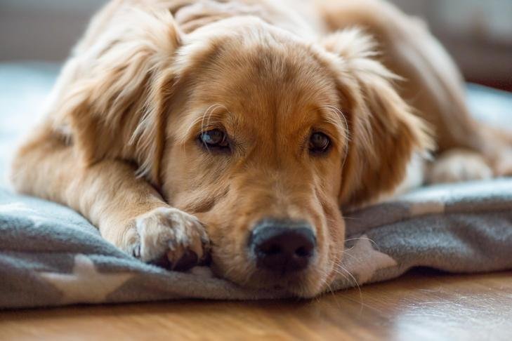 Golden Retriever laying down on a dog bed at home 1