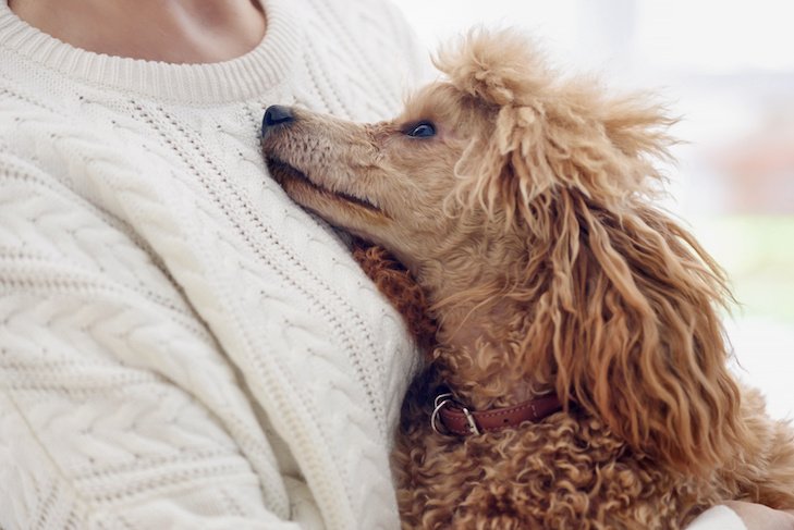 Poodle snuggling with a woman at home.