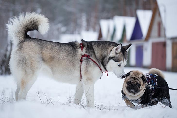 Siberian Husky sniffing a Pug in a sweater outdoors in the snow.