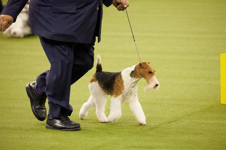 Westminster, Dog Show, Conformation, 2019, BIS, Best In Show