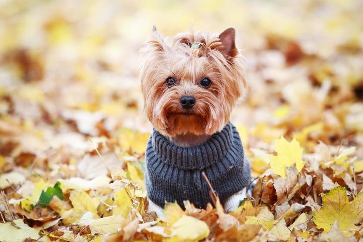 Yorkshire Terrier wearing a sweater standing in fall leaves.